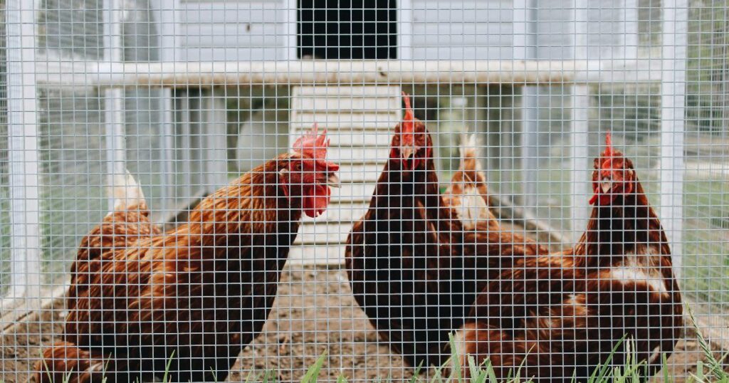 A row of chickens in a coop illustrating the super chicken trap and the difference between strong signals and a strong system